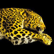 INTERNATIONAL COMPETITION FOR THE IMAGE OF LOCARNO75